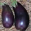 Eggplant Black Beauty
