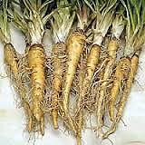 Salsify