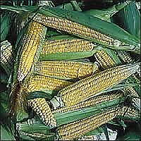 Corn Golden Bantam