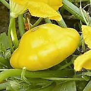 Squash Yellow Bush Scallop