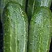 Cucumber Marketmore 76
