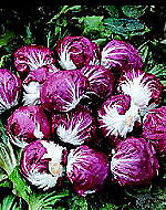 Radicchio Pella Rosa