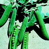 Pea Early Frosty