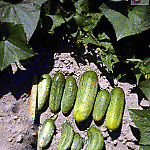 Cucumber Boston Pickling