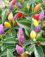 Pepper Purple Prince