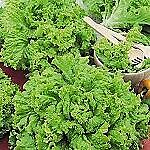 Lettuce Black Seeded Simpson