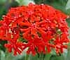 Maltese Cross