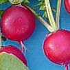 Radish Champion
