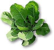 Collards Vates