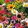 Wildflower Cutflower Mix