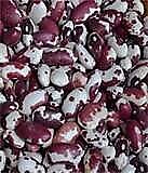 Bean Anasazi