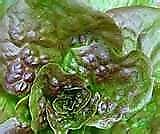 Lettuce Bronze Mignonette