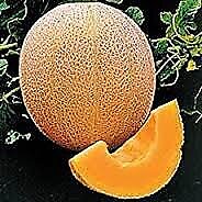 Cantaloupe Hale's Best Jumbo