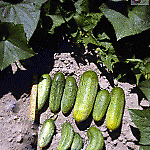 Cucumber Boston Pickling
