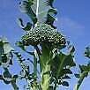Broccoli Waltham 29