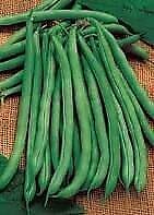 Bean Blue Lake Pole