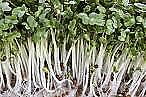 Broccoli DiCiccio Organic Sprout