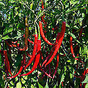 Pepper Cayenne Long Slim