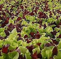 Lettuce Gourmet Mix