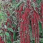 Amaranthus Caudatus