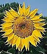 Sunflower Mammoth Grey Stripe
